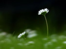 Daisies (Madeliefjes)