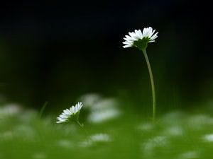 Gänseblümchen