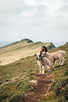 Lämmer auf der Insel Mykines, Färöer-Inseln