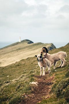 Lambs on the island of Mykines, Faroe Islands by Expeditie Aardbol