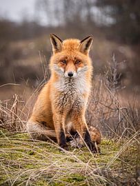 Schöner männlicher Fuchs in den holländischen Dünen von Jasper van der Vos