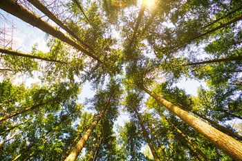 Boomtoppen in het zonlicht