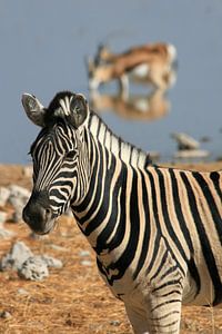 Zebra at a waterhole by Antwan Janssen