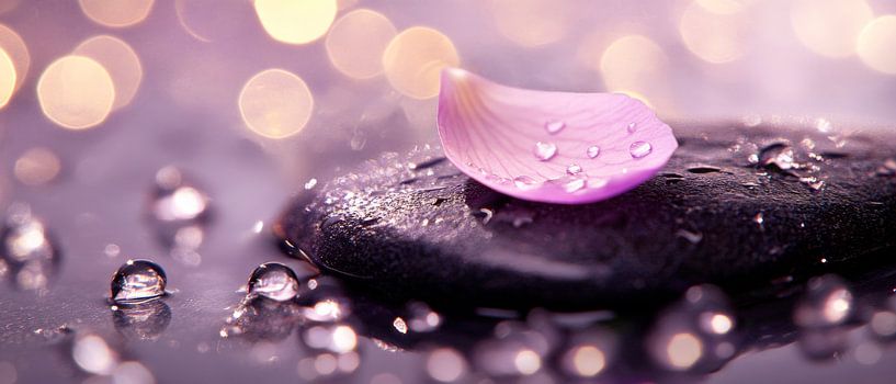 Delicate blossom on black stone by Poster Art Shop
