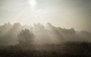 Zonnestralen op een mistige dag
