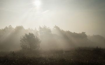 Zonnestralen op een mistige dag van Mart Houtman