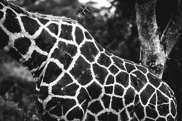 Giraffe / Dier in Afrika  / Artistiek zwart-wit beeld / Natuurfotografie / Oeganda van Jikke Patist