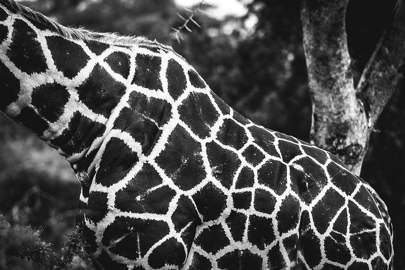 Girafe / Animal en Afrique / Image artistique en noir et blanc / Photographie de la nature / Ouganda par Jikke Patist