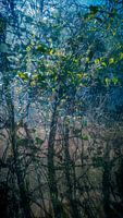Abstract 5