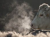Ademtocht van Richard Kalkman fotografie thumbnail