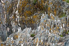 gele korstmossen op grijze steen sur Hanneke Luit