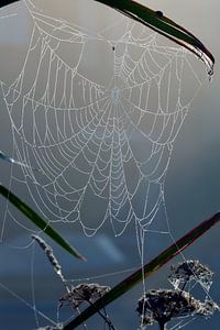 Pflanzen im Morgennebel mit Tau auf Spinnennetz