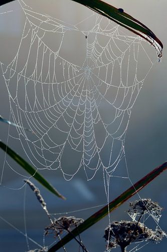 Plants in the morning fog with dew on spider's web