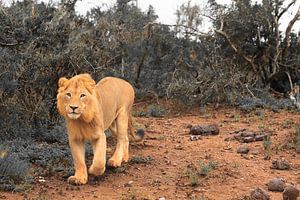 Afrikaanse leeuw in natuurlijke omgeving aan het jagen