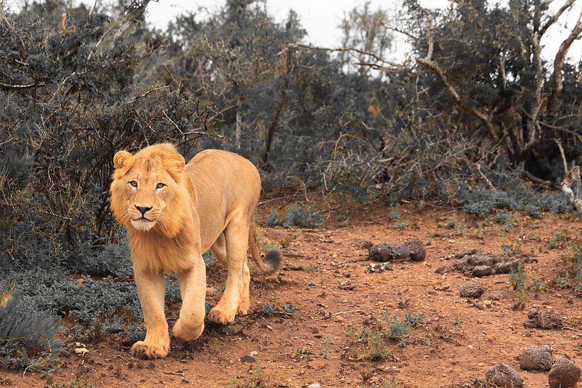 La chasse au lion africain en milieu naturel par Bobsphotography