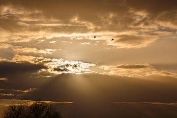 Vliegende kraanvogels tijdens zonsondergang in Frankrijk