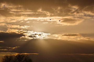 Vliegende kraanvogels tijdens zonsondergang van Martijn Joosse