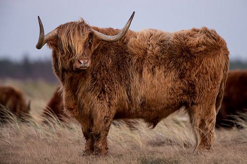 Schotse Hooglander  van Menno Schaefer