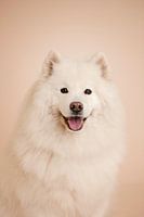 Schöner, eleganter Samojedenhund im Studio mit beige als Hintergrundfarbe