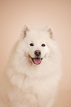Prachtige, elegante samojeed hond in de studio met beige als achtergrondkleur van Elisabeth Vandepapeliere