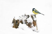 Great tit in the snow on a tree trunk.