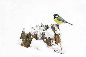 Kohlmeise im Schnee auf einem Baumstamm.