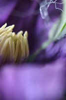 Macro bloem