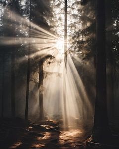 Sonnenaufgang im Wald