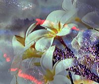 Abstrakte Blüte