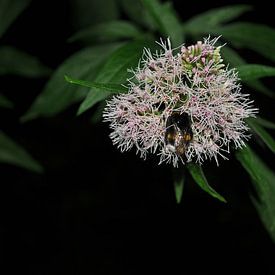 Bumble van sofie van den Nouland