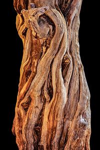 Holzstruktur des Stammes eines Baumes in der Wüste