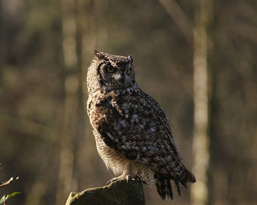 Le hibou grand-duc européen à l'affût