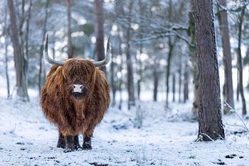 Highlander écossais