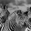 zèbres au Botswana sur Marieke Funke
