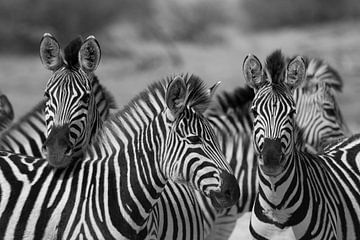 Zebras in Botswana von Marieke Funke