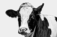 Portrait d'une vache curieuse
