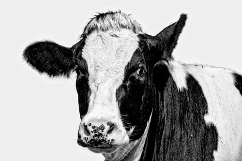 Portrait of a curious cow