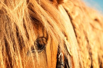 Oogpaard van Dieter Walther