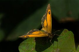 vlinder van Arjo Tuitman