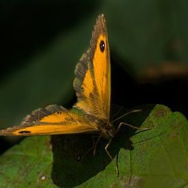 vlinder van Arjo Tuitman