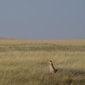 Cheetah on the lookout sur Tim Kolbrink