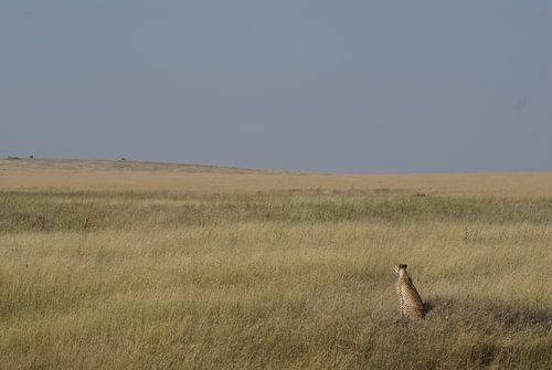 Jachtluipaard op de uitkijk