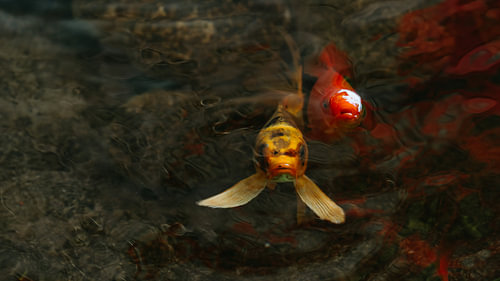 Koi in Stilte