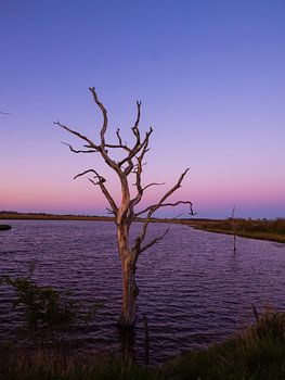 Der alte Baum im Abendwasser