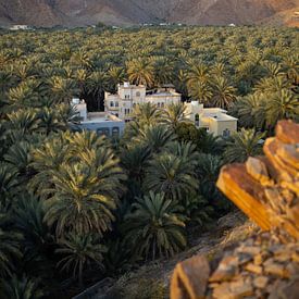 Oase der Dattelpalmen in der omanischen Wüste von Teun Janssen