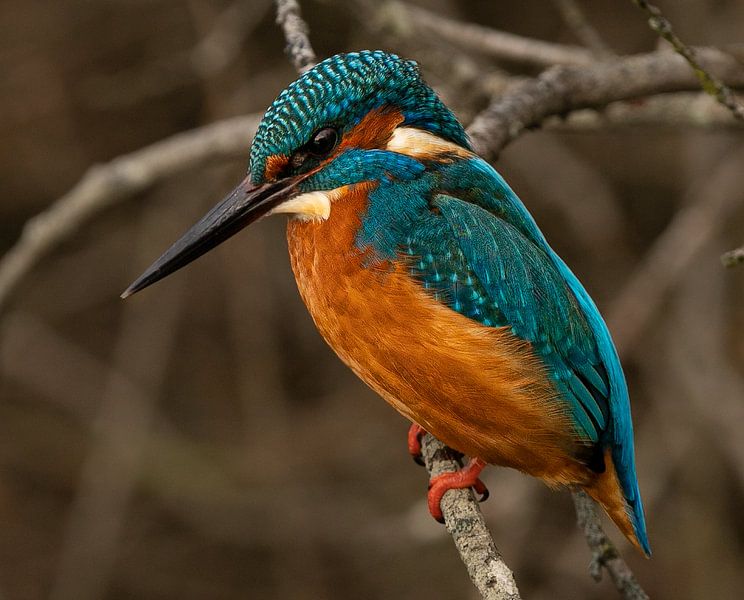 kingfisher. by Wouter Van der Zwan