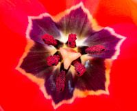 Tulip (inside)