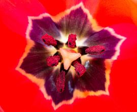 Tulpe (innen) von Linda De graaf