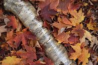 Autumn foliage in the forest by Claude Laprise thumbnail