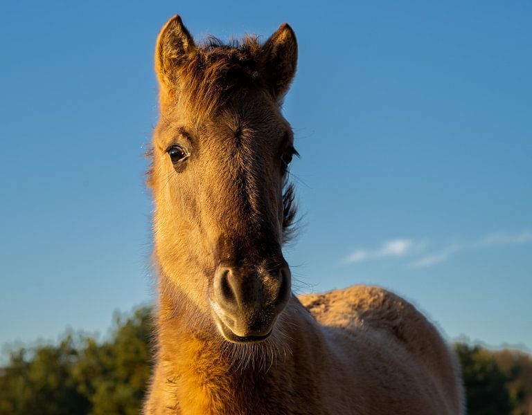 Wildpferd von Tom Vogels